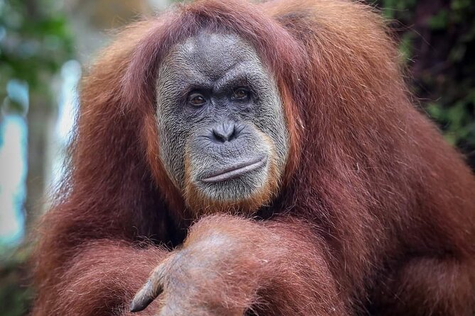 Monkey Business 3 days - 2 nights Jungle trekking (including rafting) - What to pack: shoes, socks, bug protection, and river basics