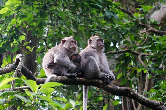 Monkey Forest, Ubud, Waterfall and Rice Terrace - Stop 3: Ubud Art Market for easy souvenirs