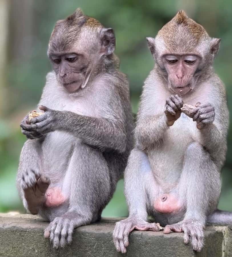 Monkey Forest, Waterfall ,Temple and Rice Terrace - Sacred Monkey Forest Sanctuary: guided stroll, then you decide