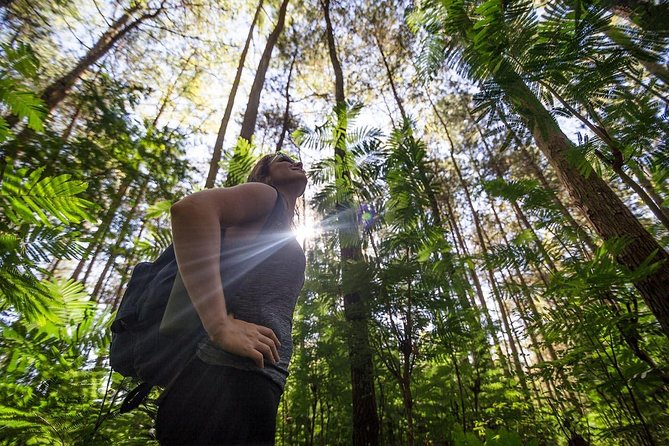 Mount Batur Sunrise Hike with Breakfast - Kintamani Highland: the quick scenic breather