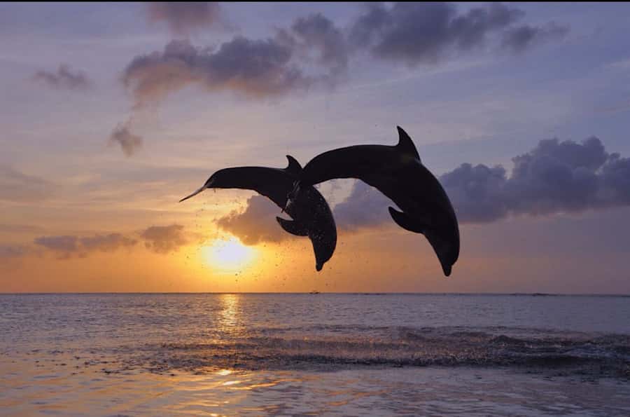 North Bali: Dolphin, Ulun Danu Temple, & Banyumala Waterfall - Timing, Pickup, Weather Changes, and When the Day Runs Long