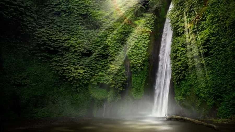 North Bali: Explore Munduk Waterfall Trekking Experience - The Plantation Walk: Clove Trees, Vanilla Vines, Coffee, and Medicinal Plants