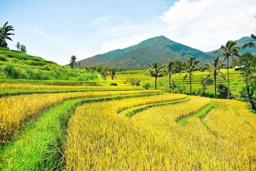 North Bali: Private Day Tour with Banyumala Waterfall - The coffee shop stop: luwak learning, tasting flavors, and a choice to make