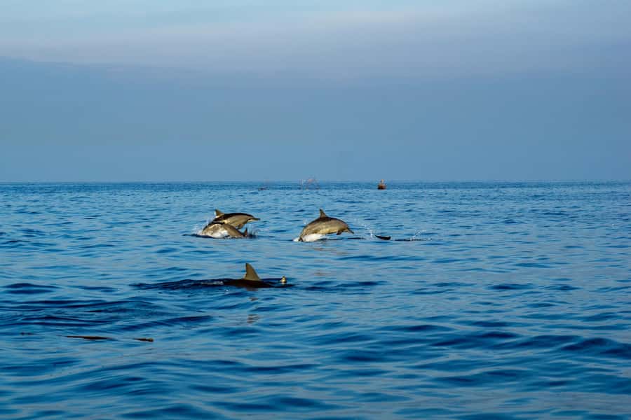 North Bali: Sunrise Tour with Dolphins, Waterfalls & Temples - Key highlights at a glance