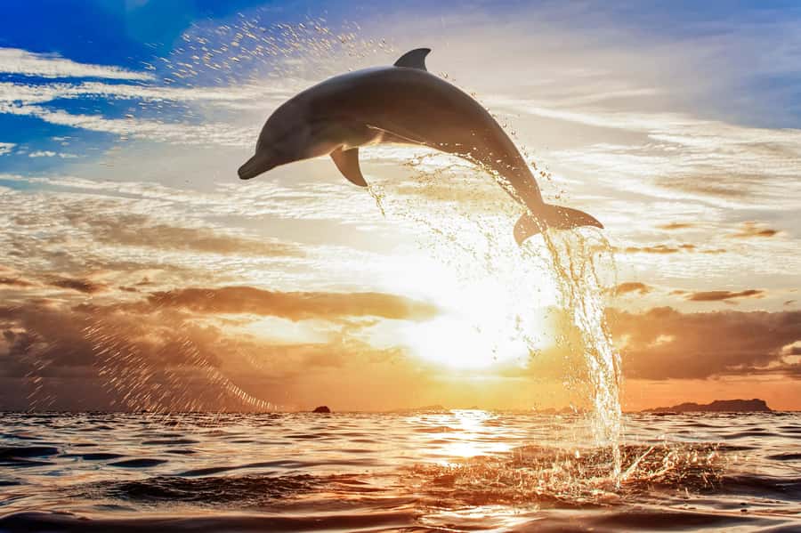 North Bali: Sunrise Tour with Dolphins, Waterfalls & Temples - Guides and drivers, why the human touch matters on this kind of day