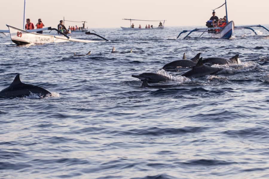 North Bali: Sunrise Tour with Dolphins, Waterfalls & Temples - Timing, small group size, and comfort priorities