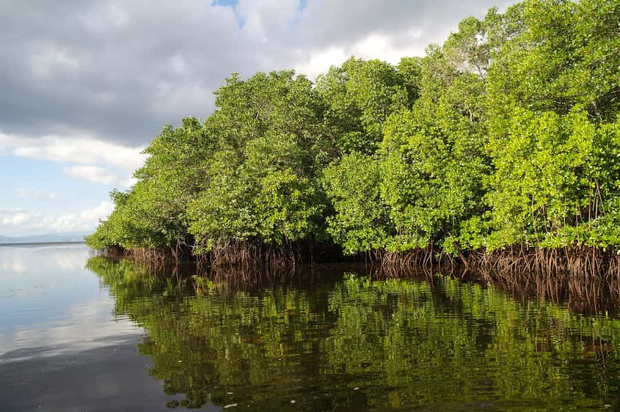 Nusa Lembongan Island: Snorkeling & Mangrove Forest Day Tour - Devil’s Tears: When the Ocean Turns Dramatic