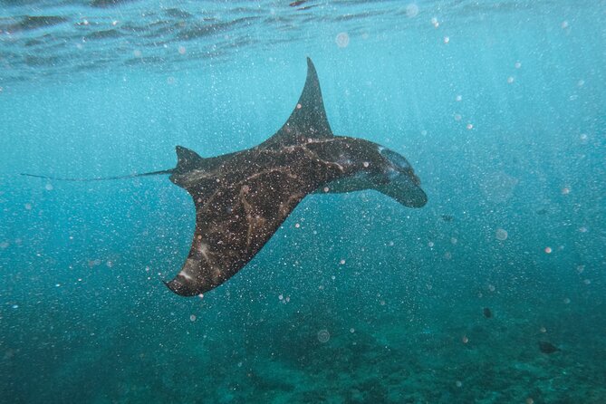 Nusa Penida day trip: boat, 4 snorkeling, Manta rays & Land tour - Key Things I Think You’ll Care About