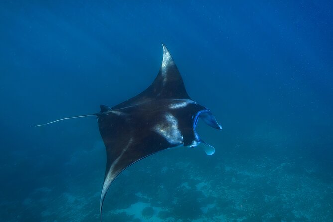Nusa Penida day trip: boat, 4 snorkeling, Manta rays & Land tour - Lunch on Nusa Penida: The Infinity Pool Break You’ll Actually Appreciate