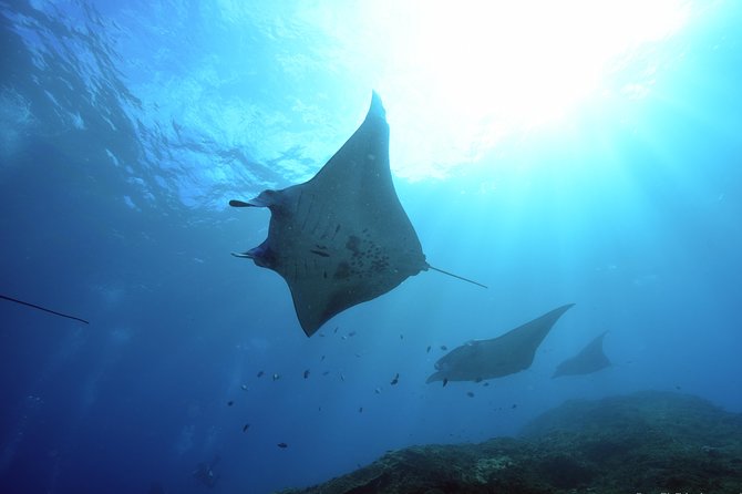 Nusa Penida Day Trip for 3 dives - Key highlights I’d circle before you go