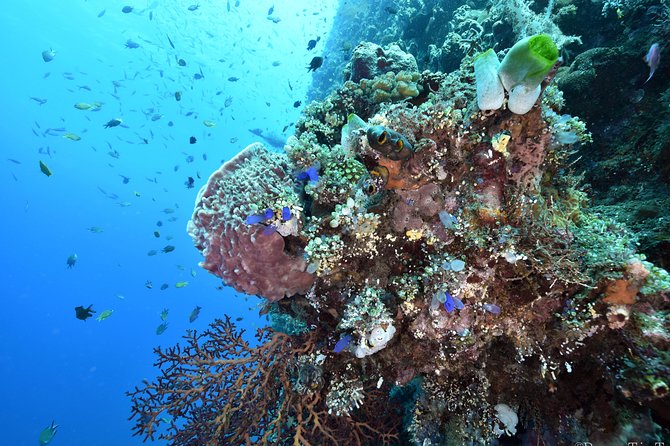 Nusa Penida Day Trip for 3 dives - Your underwater plan: three structured sessions with drift-style routes