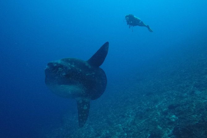Nusa Penida Day Trip for 3 dives - Who should book this Nusa Penida day trip, and who should skip it