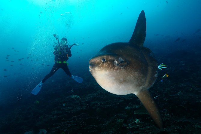 Nusa Penida Day Trip for 3 dives - Getting there: 7:00 am pickup and the Sanur-to-Penida speedboat routine