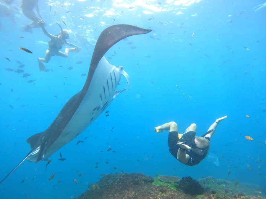 Nusa Penida: Full Day Private Snorkeling With Manta Ray - Key takeaways before you book