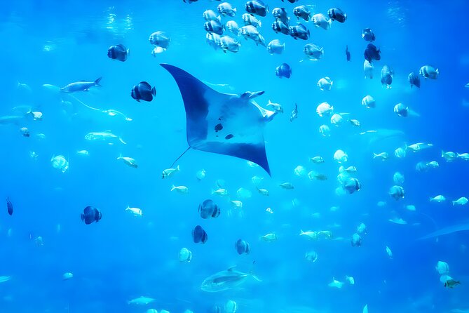 Nusa Penida Island Beach Tour With Snorkeling - Departure From Bali Island - Bali pickup zones: does it line up with where you’re staying?