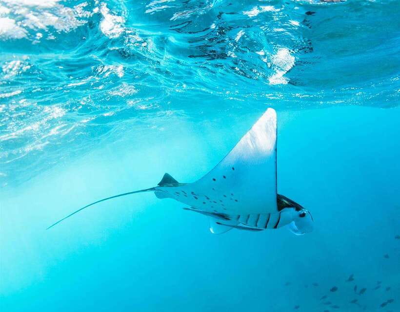 Nusa Penida: Snorkeling 3-4 spots and island tour with guide - Key highlights that make this tour worth your attention