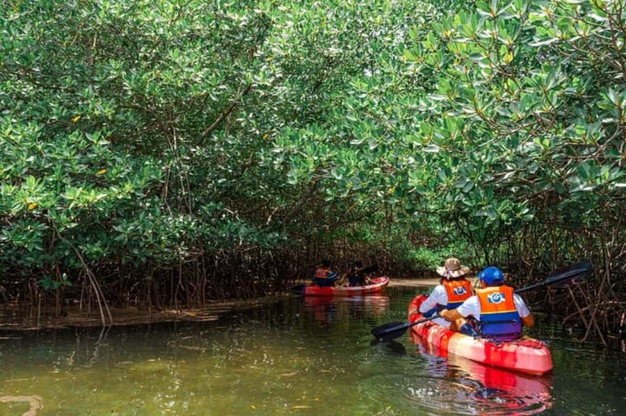 Nusa Penida: Snorkeling 3 Spots with GoPro & Kayak Mangroves - Mangrove kayaking: the calm contrast you’ll actually appreciate