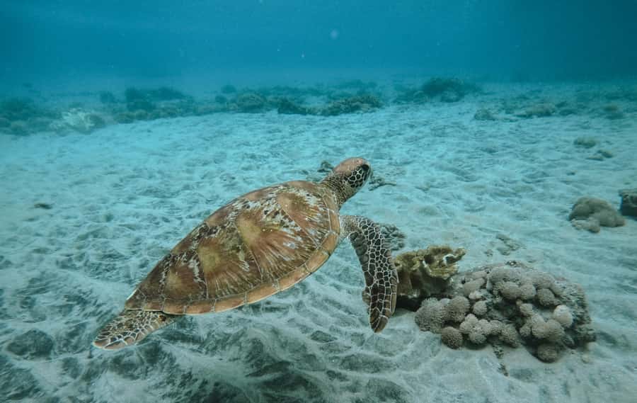 Nusa Penida: Snorkeling 3 Spots with GoPro & West Land Tour - The GoPro setup: why this tour feels better than “just snorkeling”