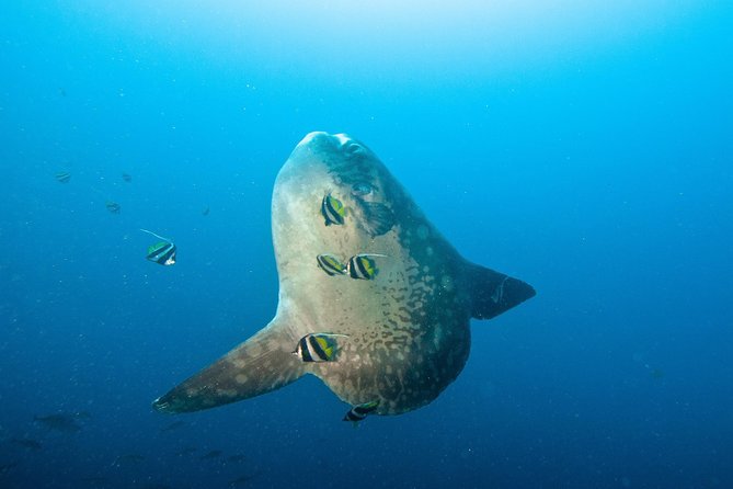 Nusa Penida Three Dives Trip for Certified Divers - Key Highlights You Should Care About