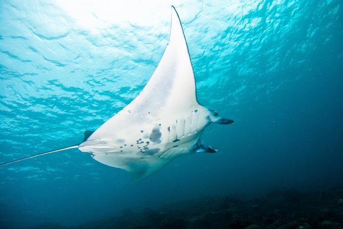 Nusa Penida Three Dives Trip for Certified Divers - Small Groups and Matching Levels, The Safety Friendly Combo