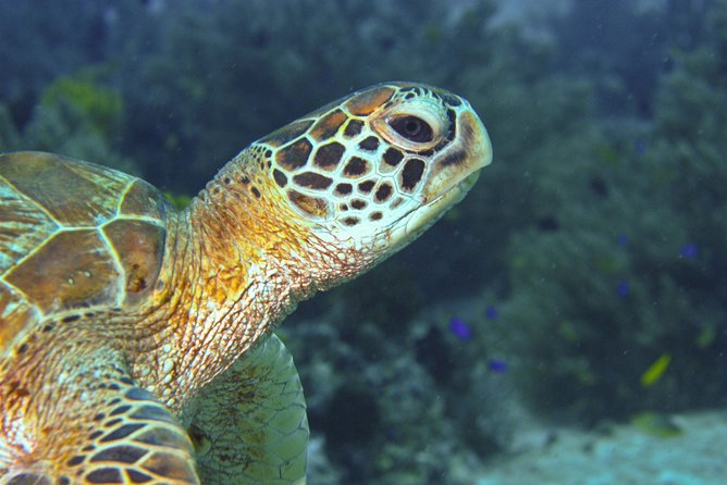 Nusa Penida Three Dives Trip for Certified Divers - East Penida After the First Session, Why Reef Time Often Feels Better