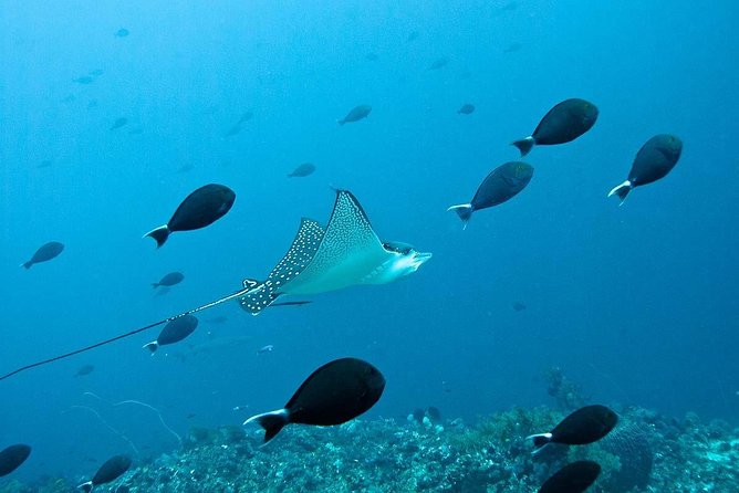 Nusa Penida Try Scuba Diving Program - for Non-Certified Divers - Price and value: what $120 buys you