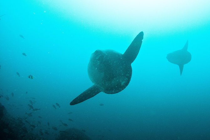 Nusa Penida Two Dives Trip for Certified Divers - Gear, Gear Buys You Time