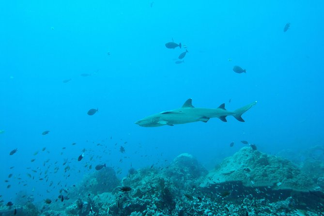 Nusa Penida Two Dives Trip for Certified Divers - Session One: Manta Point and the Manta Odds