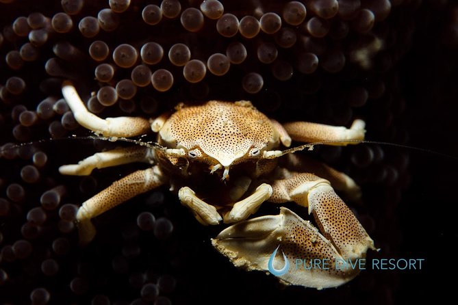 Nusa Penida Two Dives Trip for Certified Divers - Who This Trip Is Best For (and Who Should Skip It)