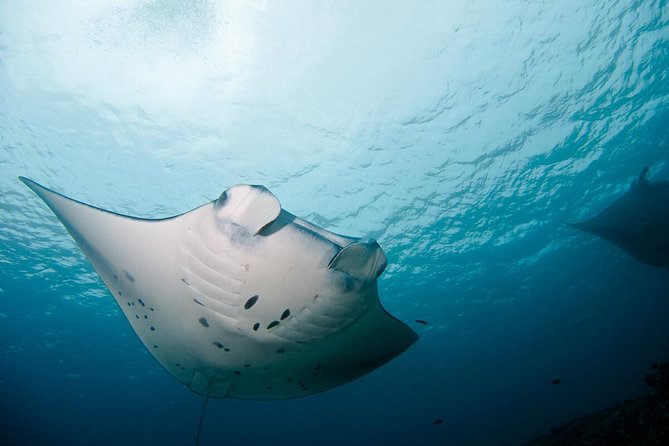 Nusa Penida Two Dives Trip for Certified Divers - Ped Departures, an 8:00 am Start, and a 5-Hour Morning Rhythm