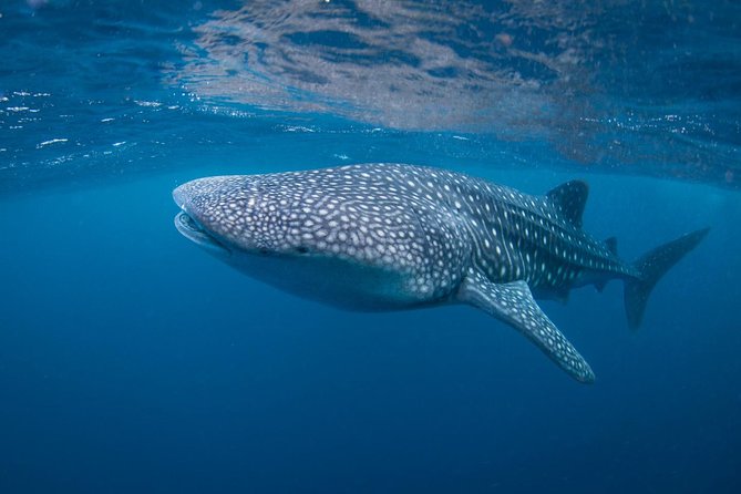 Open Water + Advanced Course - Premium Certifications Package in Nusa Lembongan - Key highlights you should care about