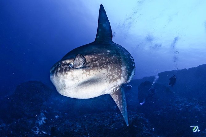 Open Water + Advanced Course - Premium Certifications Package in Nusa Lembongan - Gear and facilities: the comfort details that make training easier