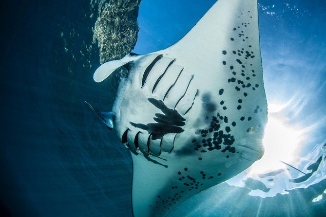 Open Water Course in Nusa Lembongan - Get Certified on remote island (next Bali) - Key Takeaways Before You Book SSI Open Water on Nusa Lembongan