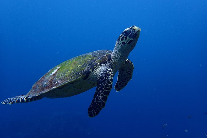 Open Water Course in Nusa Lembongan - Get Certified on remote island (next Bali) - Gear, Facilities, and Why the School Setup Matters on Day 1