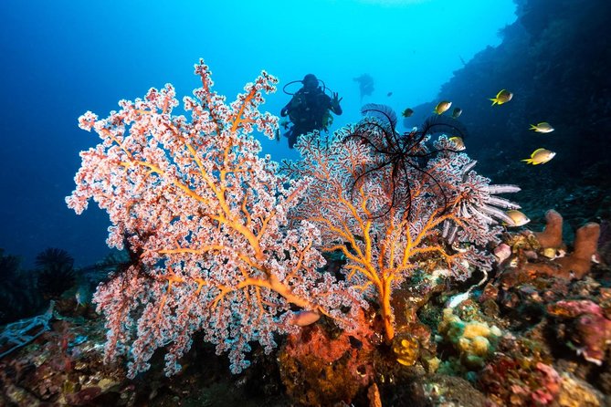 Open Water Course in Tulamben - Get Certified in Bali - Price and value: is $376.92 worth it?