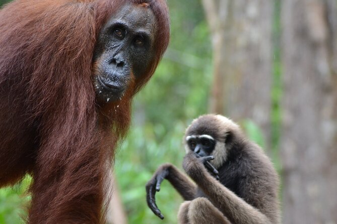 Orangutan Houseboat Kelotok Tanjung Puting 3 Days Share Cost - Key Points You’ll Care About