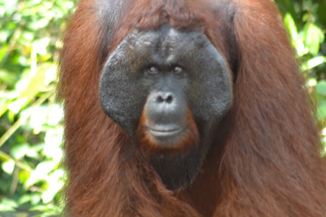 Orangutan Houseboat Kelotok Tanjung Puting 3 Days Share Cost - Why a Kelotok Klotok on the Sekonyer River Is the Point