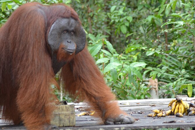 Orangutan Houseboat Kelotok Tanjung Puting 3 Days Share Cost - Day 1: Airport or Hotel Pickup, Sekonyer River Start, and Tanjung Harapan