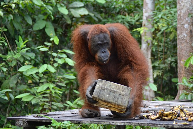 Orangutan Houseboat Kelotok Tanjung Puting 3 Days Share Cost - Wildlife Viewing Reality: How to Get More from Your Time