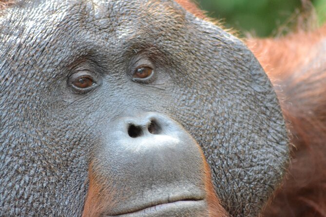 Orangutan Houseboat Kelotok Tanjung Puting 3 Days Share Cost - Price and Shared-Cost Value at Around $500