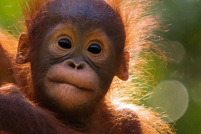 Orangutan Tour Tanjung Puting 2Nights - What You Might See Beyond Orangutans