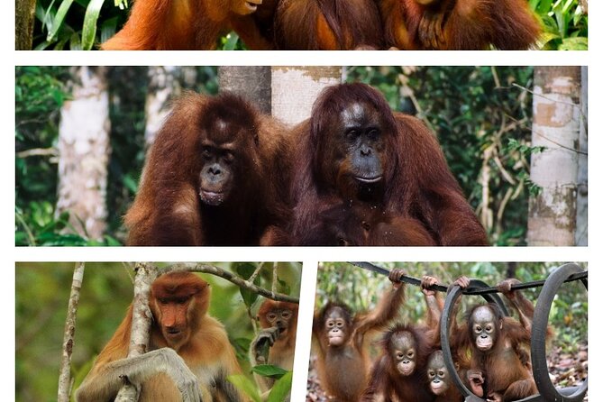 Orangutan Tour Tanjung Puting 2Nights - Price and What You Get for Your $400