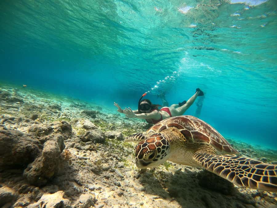 Ozzy Snorkeling 3 Islands Visit Baby Turtles - Key highlights to look for