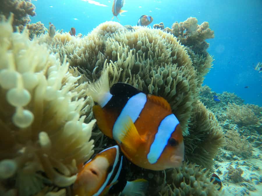 Ozzy Snorkeling 3 Islands Visit Baby Turtles - How the 270-minute loop feels on Gili Islands