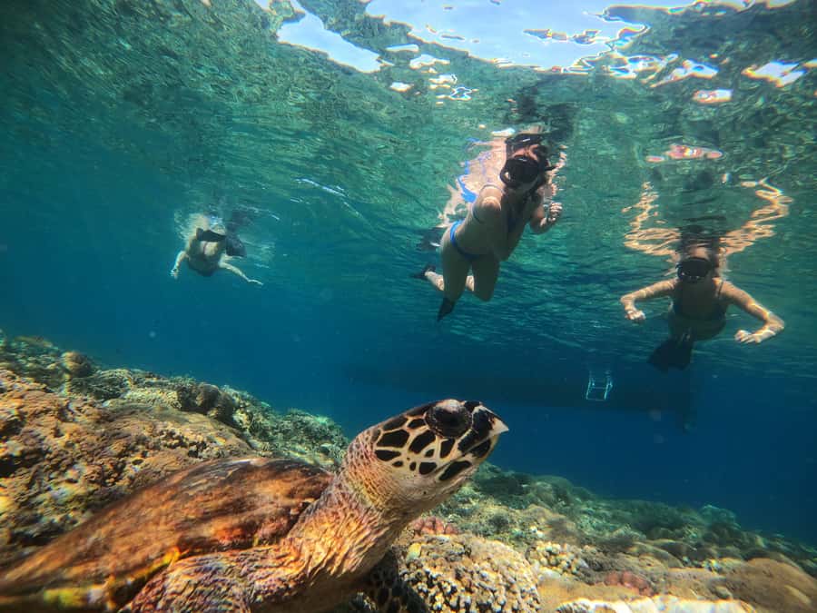 Ozzy Snorkeling 3 Islands Visit Baby Turtles - Feeding fish and seeing reef action before lunch