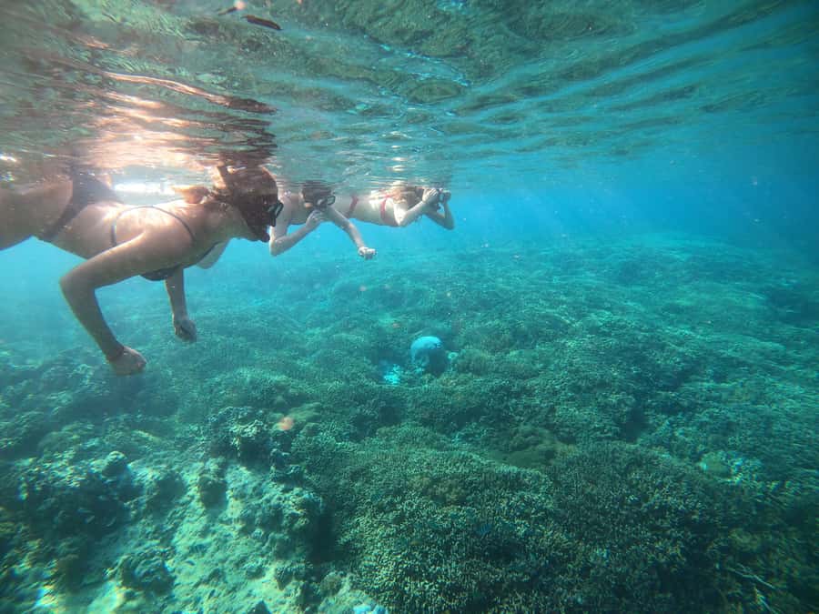 Ozzy Snorkeling 3 Islands Visit Baby Turtles - Snorkeling comfort and group reality in the water