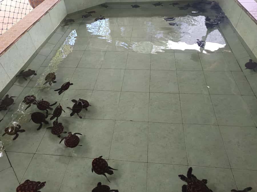 Ozzy Snorkeling 3 Islands Visit Baby Turtles - What the tour includes, and what it doesn’t