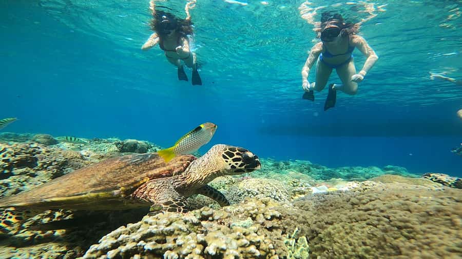 Ozzy Snorkeling 3 Islands Visit Baby Turtles - Starting at Ozzy Snorkeling Centre: what to do before you get wet