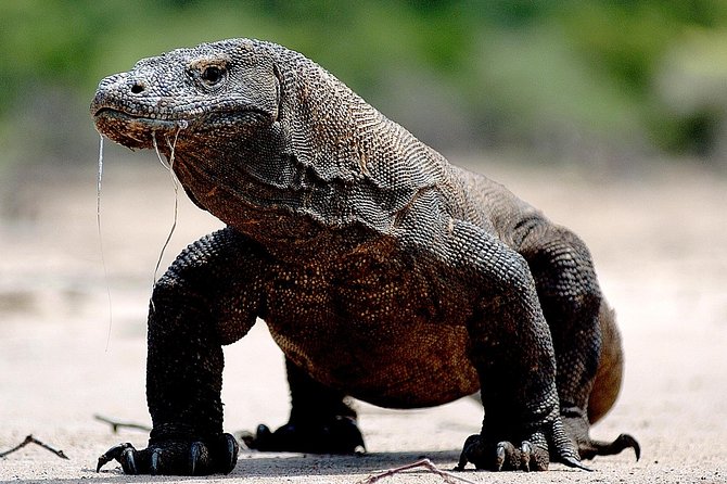 Private boat trip Komodo 2 or more person for 3 days 2 nights, Kelor, Rinca... - Price and what you are really paying for on a private Komodo boat