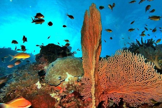 Private boat trip Komodo 2 or more person for 3 days 2 nights, Kelor, Rinca... - Tips to get better sightings and a smoother day with your guide